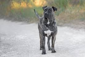 Dogue Des Canaries Information Photos Caracteristiques Et Faits Racedechien Info Voici virus 4 ans toutou de bonne famille et son pote cant 9 mois type crocweiler. dogue des canaries information