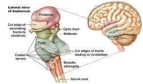 This article explains the nervous system function and structure with the help of a human nervous system diagram and gives you that erstwhile 'textbook feel'. Https Www Google Com Blank Html Brain Stem Cranial Nerves Physiology