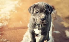It's a fully featured, easy to use and extremely fun photo editor and collage maker that you can spend hours and. 11 Blue Dog Breeds Blue Coated Beauties You Can T Get Enought Of
