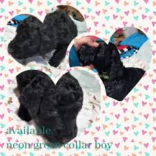 The goldendoodle is a cross between the golden retriever and poodle dog breeds and tends to exhibit the best traits inherited from the parent breeds. Goldendoodle Puppies For Sale Janesville Mn 346778