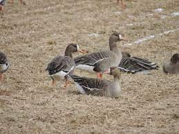 Maybe you would like to learn more about one of these? Long Term Population Study On Greater White Fronted Goose In Japan Eaaflyway