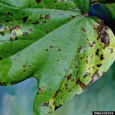 Indian farmers cultivate cotton fibre from all the four gossypium sp. Cotton Diseases And Pests Description Uses Propagation
