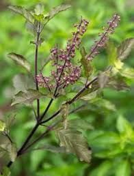 Image result for Ocimum urundense