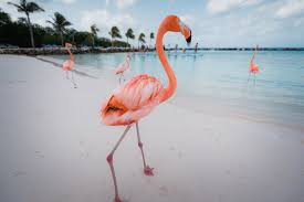 September 26, 2018 at 3:56 am. Sup Yoga Sunset Meditation Hotelyoga Am Meer Aruba Karibik Follow Your Trolley Reisen Yoga Mit Jeanette
