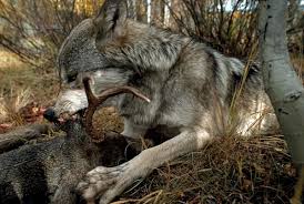 Large wolf population must be controlled to coexist with human activity. How Wolves Hunt Living With Wolves