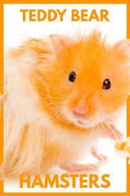 Syrian hamster health and care. What Is A Teddy Bear Hamster Hamsters 101