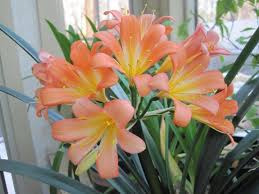 We did not find results for: Growing Clivia Old Farmer S Almanac