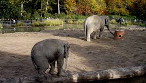 It was opened in 1931 with the goal to advance the study of zoology, protect wildlife, and educate the public in the district of troja in the north of prague. Gradina Zoologica Din Copenhaga