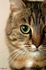 Tabby kittens born with a blue eye color can either retain the same color throughout their lives or change into a different color as the kitten grows old. Brown Tabby Cat Orange Tabby Cat With Green Eyes Grey Brown Tabby Cat Light Brown Tabby Cat With Blue Eyes Light G Beautiful Cats Pretty Cats Orange Tabby Cats