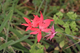 Image result for Freesia grandiflora