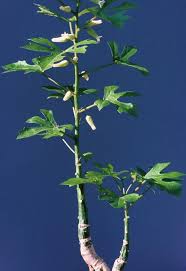 Image result for Adenia zambesiensis