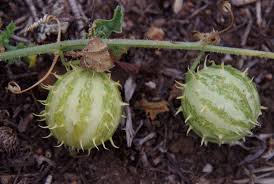 Image result for Cucumis myriocarpus