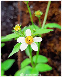 Image result for Bidens pilosa