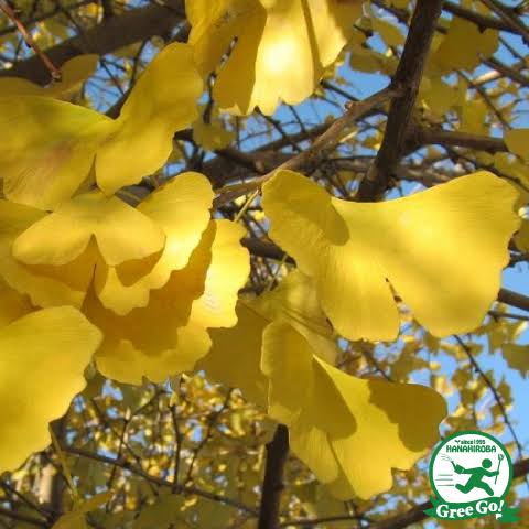 「銀杏の樹 無料画像」の画像検索結果"