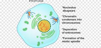 Mitosis produces 2 genetically identical cells, so mitosis maintains the genetic. Prophase Mitosis Metaphase Telophase Cell Division Text Cell Png Pngegg