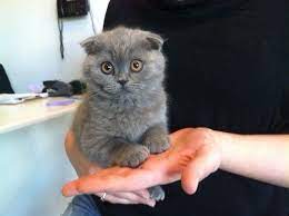 Scottish folds are moderately active cats. Scottish Fold Cats Scottish Fold Kittens Munchkin Kitten Cat Scottish Fold