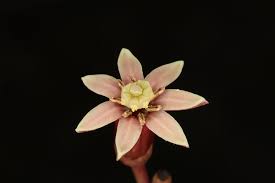 Image result for Fadogia fuchsioides