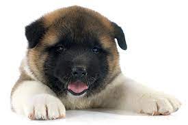It is common to give a small statue of the dog breed to a family who has just had a child. Akita Dog Breed Information