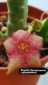 Image result for Eulophia flavopurpurea