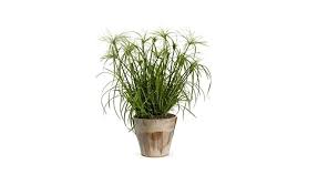 Umbrella papyrus is an excellent plant for large aquariums and ponds. Alternifolius Papyrus Grass Umbrella Palm Flower Seeds