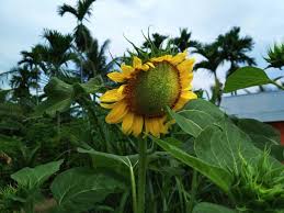 Mengobati disentri seduh 30 gram biji bunga matahari, kemudian ditim selama kurang lebih 1 jam. Bunga Matahari Dan Manfaatnya Untuk Kesehatan Tubuh Steemit