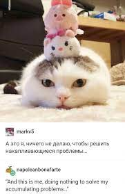 Thanks Russia Cat Side Of Tumblr Russian Cat Cats Cat Memes