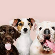 50 Ideas De Nombres Arabes Para Perros Con Significado