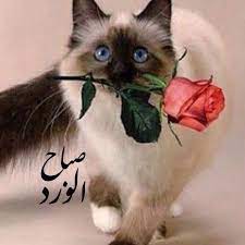 desertrose صباح الورد cute animals cats and kittens curious cat