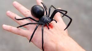 Based at the red room facility. Giant Black Widow Bite Youtube