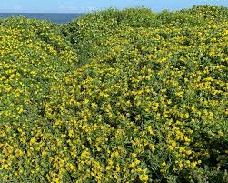 Image result for Chrysanthemoides monilifera