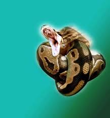 We did not find results for: Ball Python Bite Does It Hurt What You Need To Know