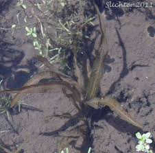 Image result for Potamogeton richardii