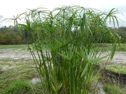 Image result for Cyperus zollingeri