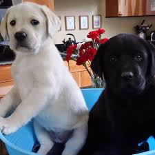 I then plan breedings that i believe will compliment the dogs so that i am adhering as closely as possible to what the standard calls for in a golden retriever. Beech Ridge Goldens Home Facebook