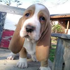 Basset hound puppy for sale texas, dallas, 75231 pet price: Basset Hounds Of Grandview Home Facebook