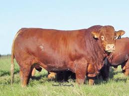 Limousin They Produce Tasty Beef And Apparently Vast Quantities Of It Look At This Chunker Cattle Farming Cattle Ranching Raising Farm Animals