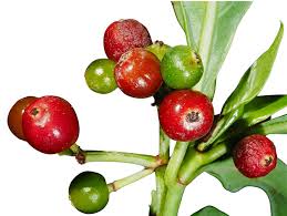 Image result for Landolphia ligustrifolia