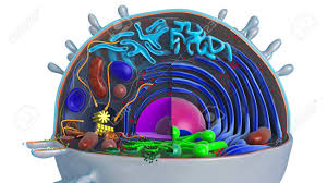 Check spelling or type a new query. Animal Cell In Section Multi Colored Close View 3d Rendering Stock Photo Picture And Royalty Free Image Image 125794267
