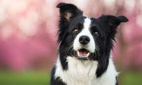 Pin On Veterinary Nutrition