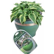 What kind of plants do slugs like to eat? No Go Slug Snail Copper Tape 4m Insecticide Tuinzaden Eu
