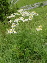 Image result for Ageratinastrum palustre