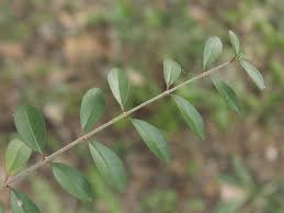 Image result for Ligustrum sinense