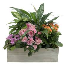 We did not find results for: Florist In Dallas Best Flower Delivery By Mockingbird Florist