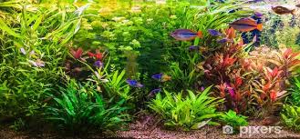 We did not find results for: Ttropical Freshwater Aquarium With Fishes Sticker Pixers We Live To Change
