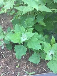 Image result for Chenopodium opulifolium