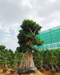 Image result for Grewia microcarpa