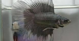Betta Bettas For Sale Betta Akapes Plakat Plakets Siam Fighting World Halfmoon Hm Hmpk Super Deltas Greatbetta Giants Giant Betta Fish Betta Fish