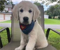 Training for therapy, service work and excellent family pets is included. View Ad English Cream Golden Retriever Puppy For Sale Near Missouri Doss Usa Adn 219805
