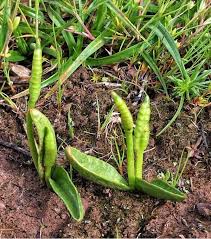 Image result for Ophioglossum reticulatum