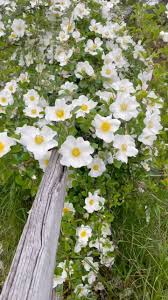 Image result for Rosa laevigata